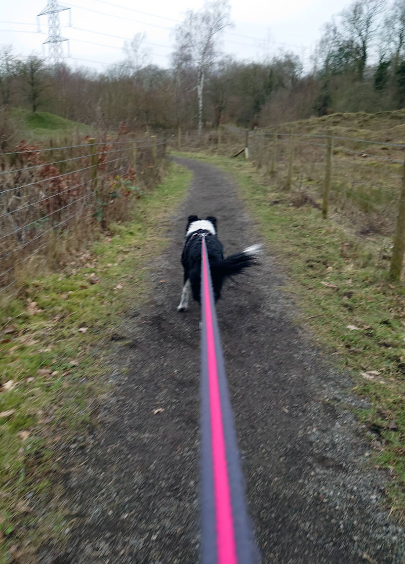 Trailing in Glossop with Hounds Haven